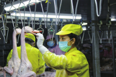 桂柳牧业集团工人正在对鸭肉进行分级处理